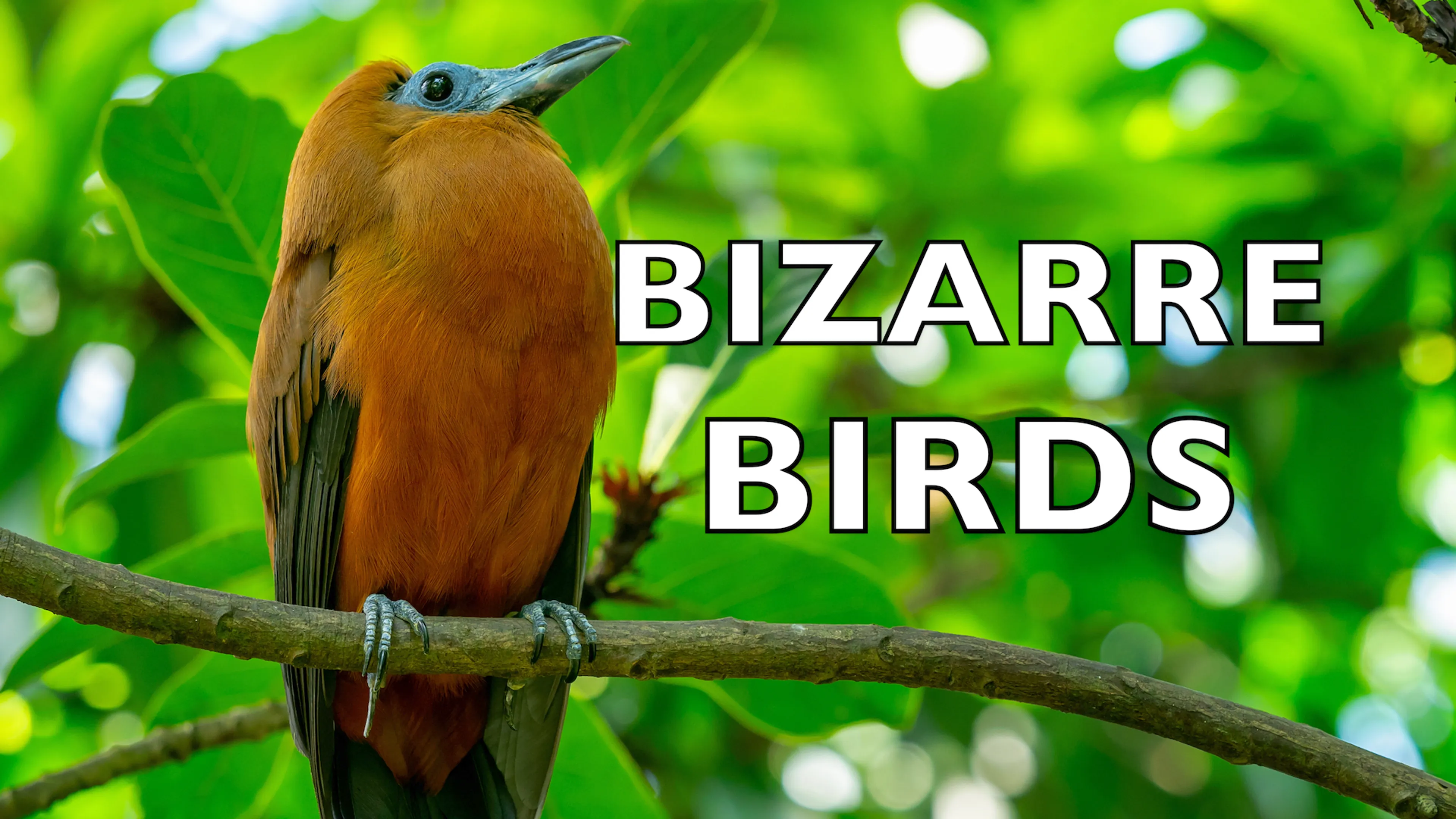 Bizarre Birds poster